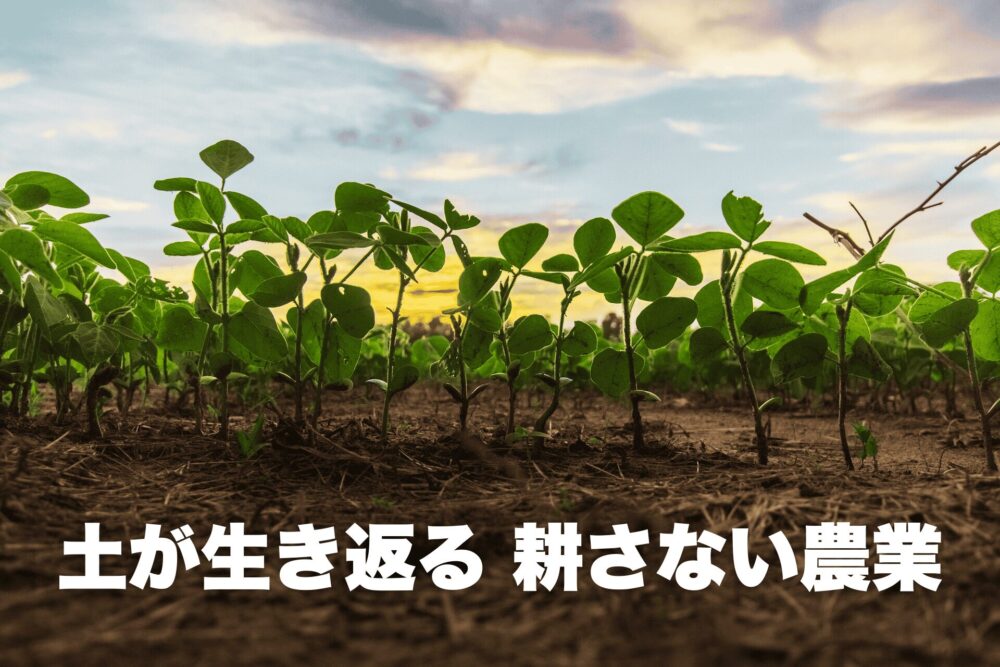 無肥料、無農薬、不耕起栽培