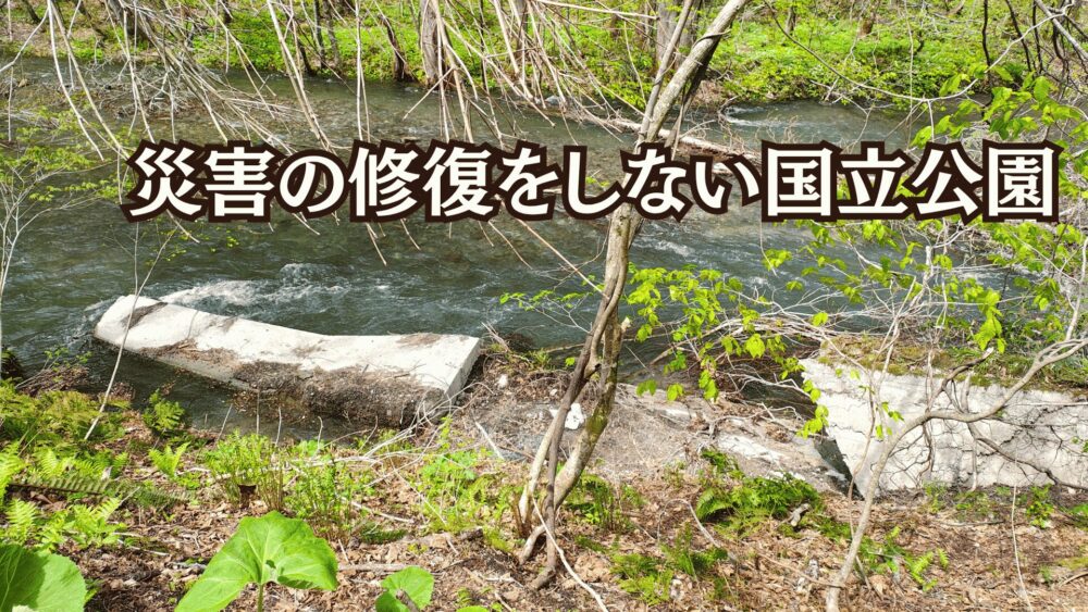 奥入瀬渓流の災害写真